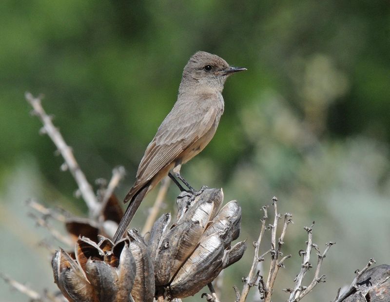 A Say's phoebe in Monahans Sandhills State Park shows this bird's distinctive light buffy or cinnamon colored belly.