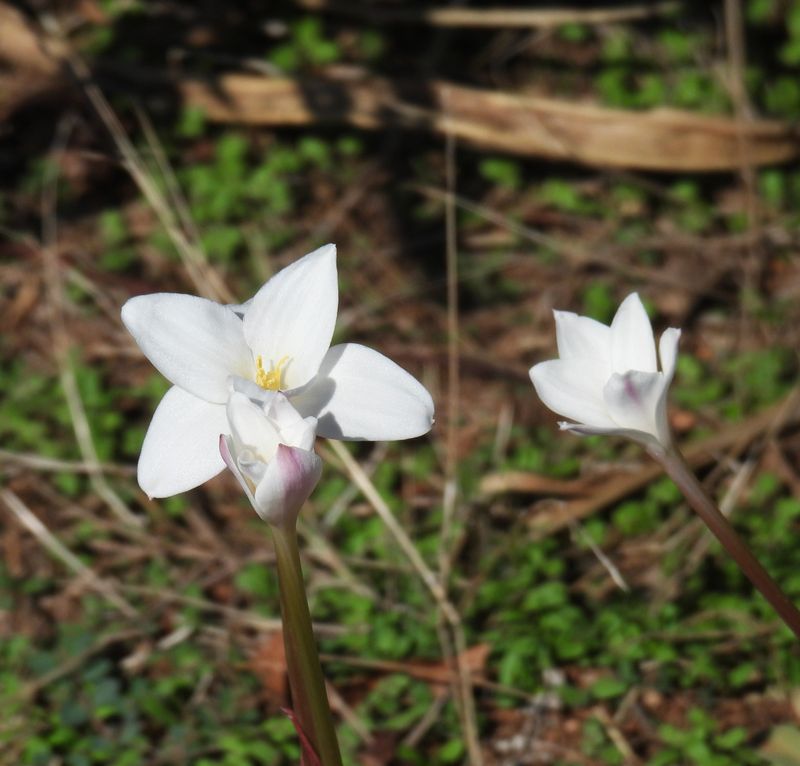 These rain lilies are in the process of synchronized blooming at Lake Gordon in Wichita County.