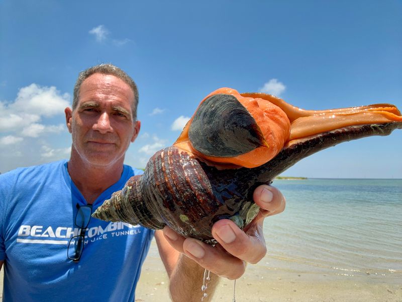 Jace Tunnell holds a live horse conch.