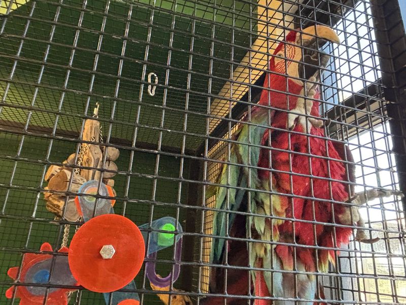 Despite misconceptions, parrots must be kept cool during excessive heat like Amarillo has been experiencing, according to Stephanie Brady, Executive Director of Amarillo Zoo & Sanctuary.