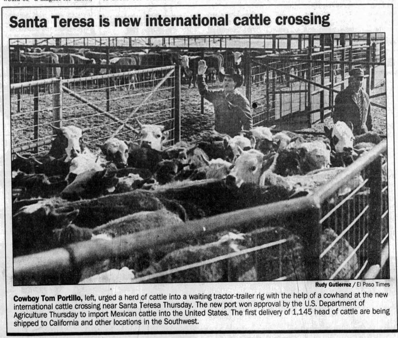 Jan. 17, 1992: Cowboy Tom Portillo, left, urged a herd of cattle into a waiting tractor-trailer rig with the help of a cowhand at the new international cattle crossing near Santa Teresa.