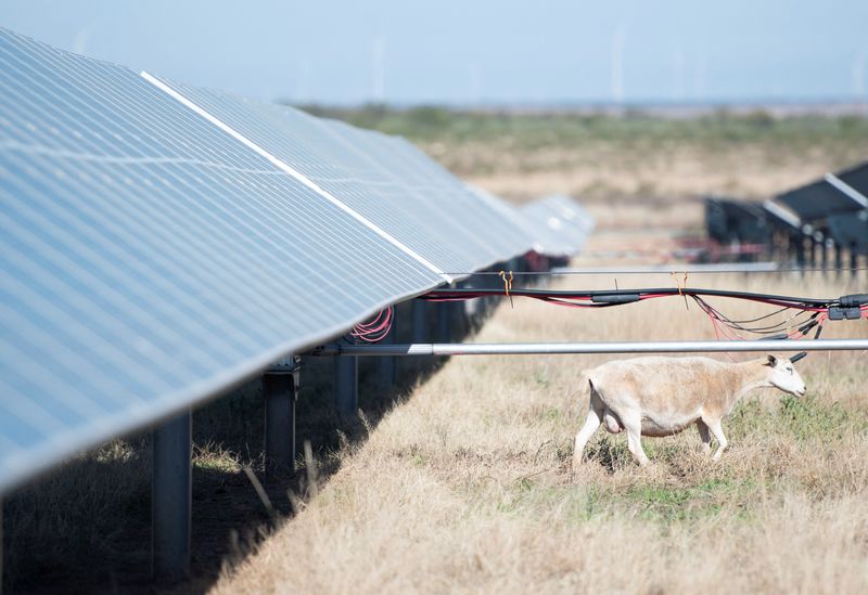 FILE PHOTO: A sheep moves across a solar farm in Haskell, Texas, U.S. December 2, 2024. REUTERS/Annie Rice/File photo