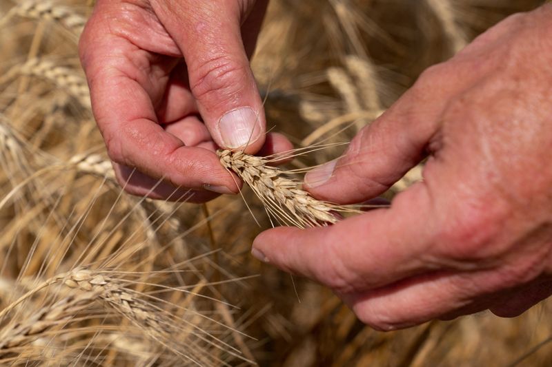 Dennis Schoenhals inspects a head of wheat at his farm in Kremlin, Oklahoma, U.S., June 12, 2025.  REUTERS/Nick Oxford