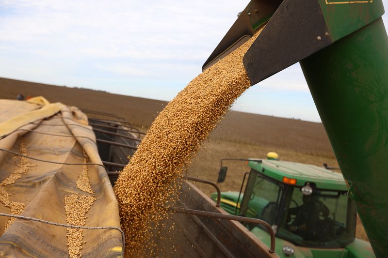 Soybeans are loaded on a truck after being harvested, in Pergamino, on the outskirts of Buenos Aires, Argentina, May 15, 2024. REUTERS/Matias Baglietto/File Photo
