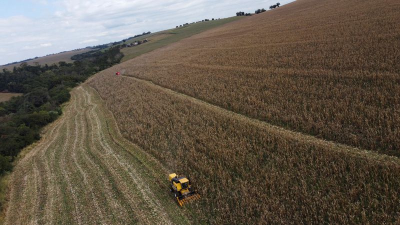FILE PHOTO: A farmer uses a machine to collect corn at a plantation in Maringa, Brazil, July 13, 2022. REUTERS/Rodolfo Buhrer/File Photo
