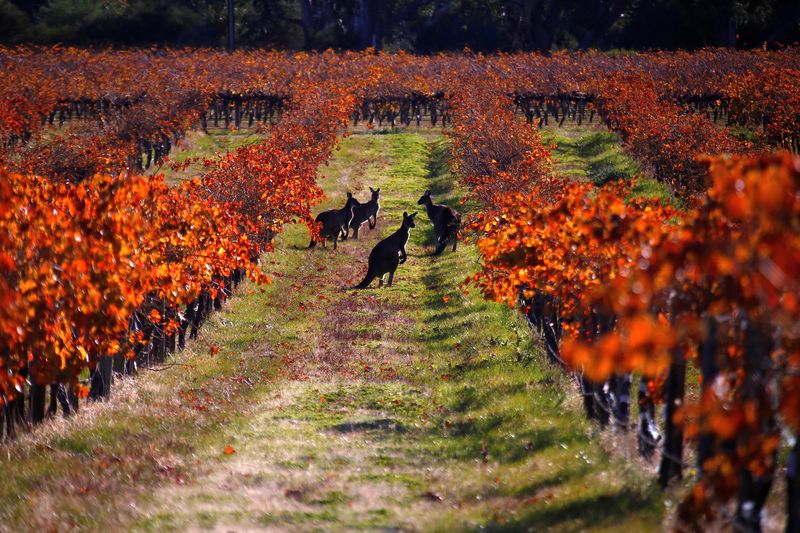 FILE PHOTO: A group of Kangaroos can be seen between rows of vines at the Charles Melton vineyard located in the Barossa Valley, north of Adelaide in Australia, June 10, 2017. REUTERS/David Gray/File Photo