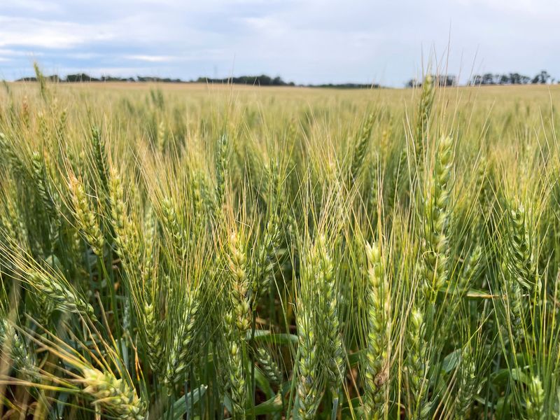 FILE PHOTO: A field of hard red spring wheat in Enderlin, North Dakota, U.S., July 22, 2025. REUTERS/Karl Plume/File Photo
