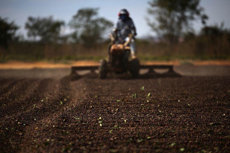 A worker uses a machine to spread coffee cherries for drying at a farm near Brasilia, Brazil July 15, 2025. REUTERS/Adriano Machado