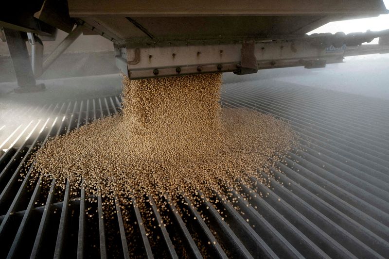 FILE PHOTO: A load of soybeans is dumped into an elevator hopper during harvest season at Deerfield AG Services grain elevator facility in Massillon, Ohio, U.S., October 7, 2021. REUTERS/Dane Rhys/File Photo