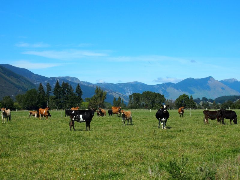 FILE PHOTO: Cattle feed in a field in Golden Bay, South Island, New Zealand March 29, 2016.  REUTERS/Henning Gloystein/File Photo