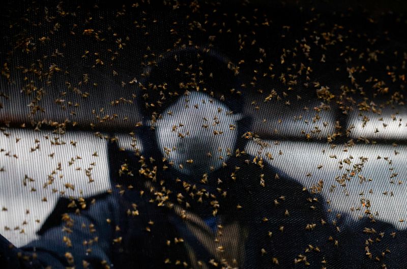 FILE PHOTO: A worker handles a tray with Mediterranean fruit flies inside a bio-factory as Mexico's government reconditions a plant to become the new sterile screwworm fly facility, part of the country's effort to eradicate the flesh-eating parasite that threatens its livestock industry and raises tensions with the United States, in Metapa de Dominguez, Mexico, October 17, 2025. REUTERS/Daniel Becerril/File Photo