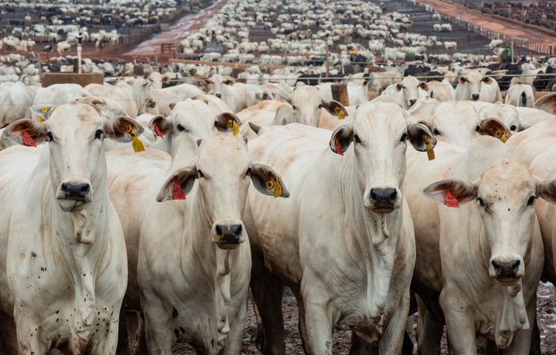 Cattle stand on a feedlot at CMA Farm in Barretos, Sao Paulo state, Brazil, December 17, 2025. REUTERS/Joel Silva
