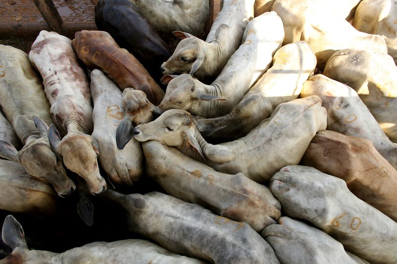 FILE PHOTO: Cattle stand during an auction in the city of Xinguara in the interior of Para state, Brazil March 15, 2025. REUTERS/Raimundo Pacco/File Photo
