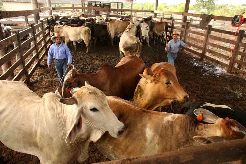 FILE PHOTO: Cattle are herded during an auction in the city of Xinguara in the interior of Para state, Brazil March 14, 2025. REUTERS/Raimundo Pacco/File Photo