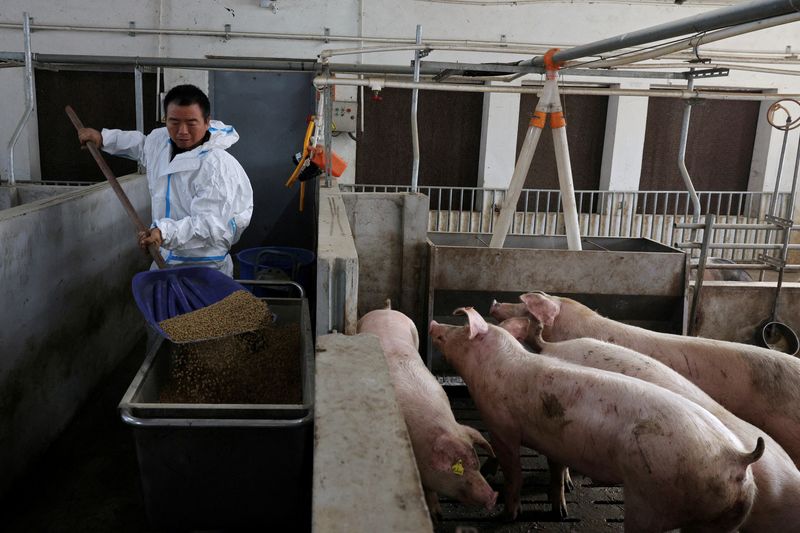 FILE PHOTO: A farm manager feeds pigs in a pig pen at a farm in Taizhou, Jiangsu province, China January 15, 2026. REUTERS/Go Nakamura/File Photo