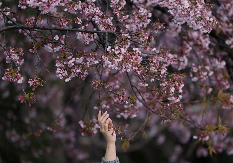 A foreign tourist tries to touch the early-flowering cherry blossoms at Ueno Park in Tokyo, Japan, March 17, 2026. REUTERS/Issei Kato