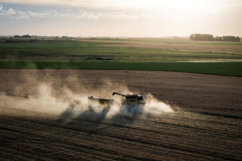 FILE PHOTO: A drone view shows a farmer harvesting wheat in Azul, Argentina, December 26, 2025. REUTERS/Martin Cossarini/File Photo