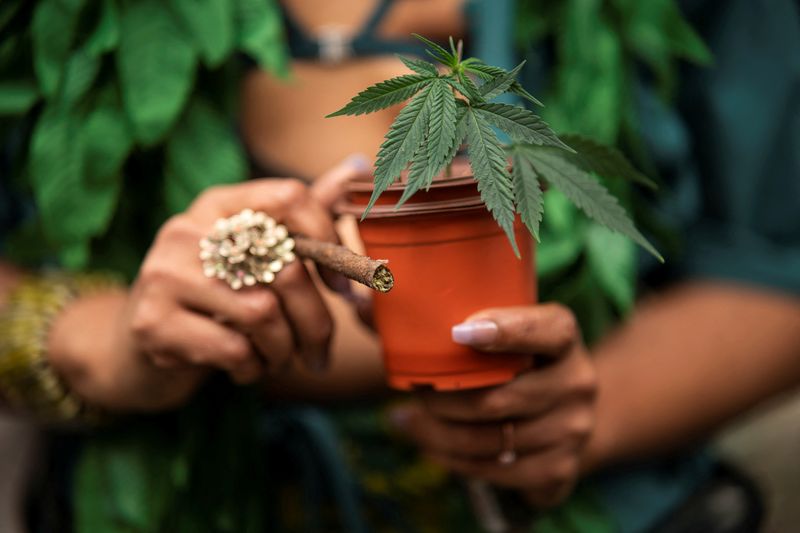 FILE PHOTO: A woman carries a marijuana plant as she attends the annual NYC Cannabis Parade at the Manhattan borough in New York City, U.S., May 4, 2024. REUTERS/Eduardo Munoz/File Photo