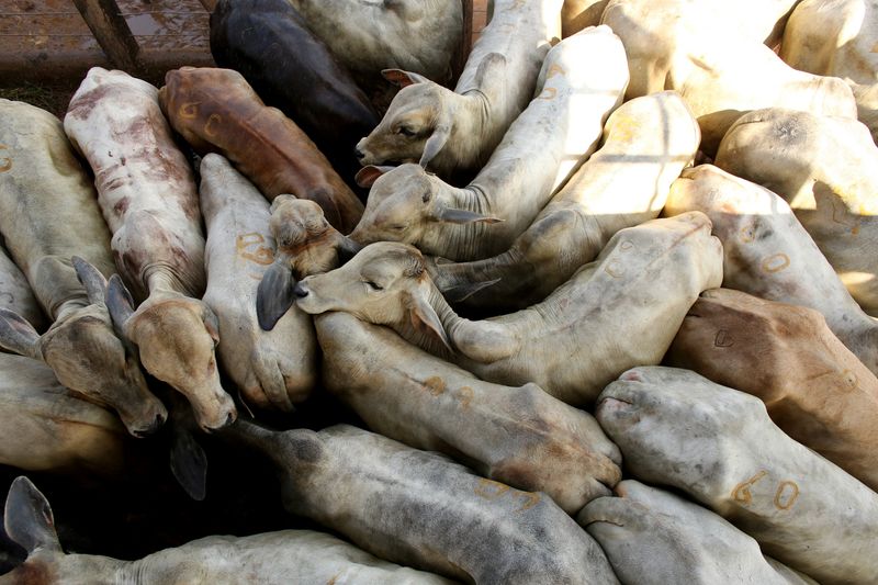 FILE PHOTO: Cattle stand during an auction in the city of Xinguara in the interior of Para state, Brazil March 15, 2025. REUTERS/Raimundo Pacco/File Photo