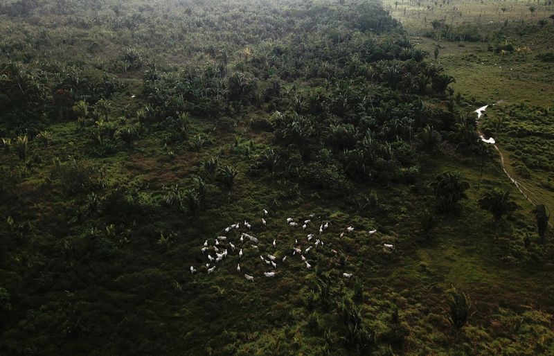 An aerial view shows cattle walking on a tract of the Amazon rainforest that has been cleared by loggers and farmers near the Virola-Jatoba Sustainable Development Project (PDS) in Anapu, Para state, Brazil, September 5, 2019. REUTERS/Nacho Doce/File Photo