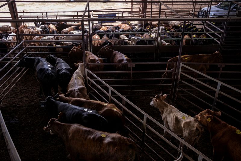 Cattle are prepared for auction at Giddings Livestock in Giddings, Texas, U.S. May 4, 2026.  REUTERS/Joel Angel Juarez