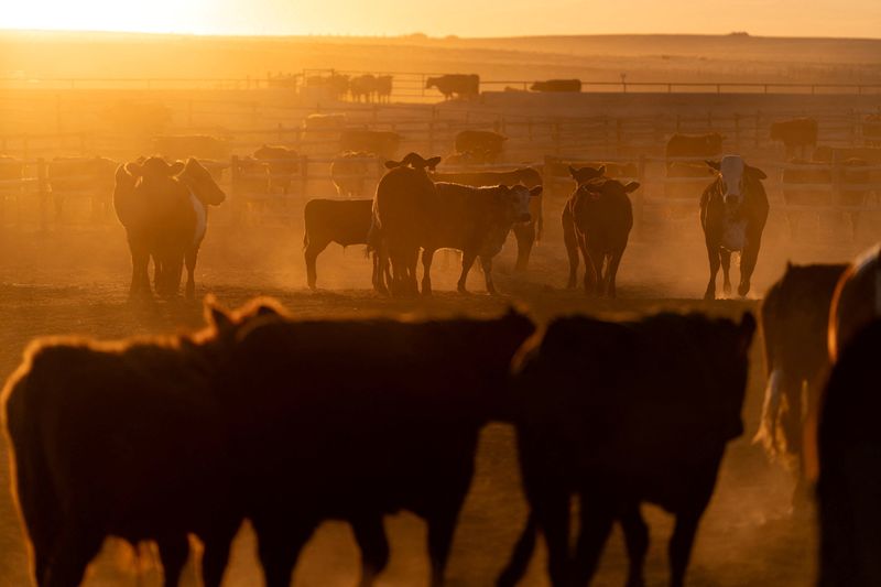 FILE PHOTO: Cattle gather in a feedlot at Callicrate Beef, a vertically integrated ranch-to-market meat produce in Saint Francis, Kansas, U.S., March 20, 2026.   REUTERS/Cheney Orr/File Photo