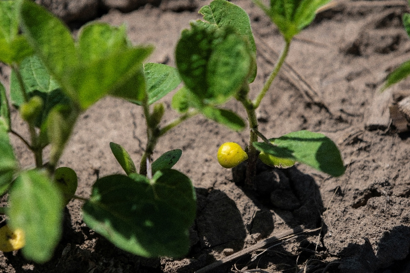 Soybean plants begin to show signs of growth at Mark Tuttle's soy farm in Somonauk, Illinois, U.S., May 30, 2024.  REUTERS/Jim Vondruska