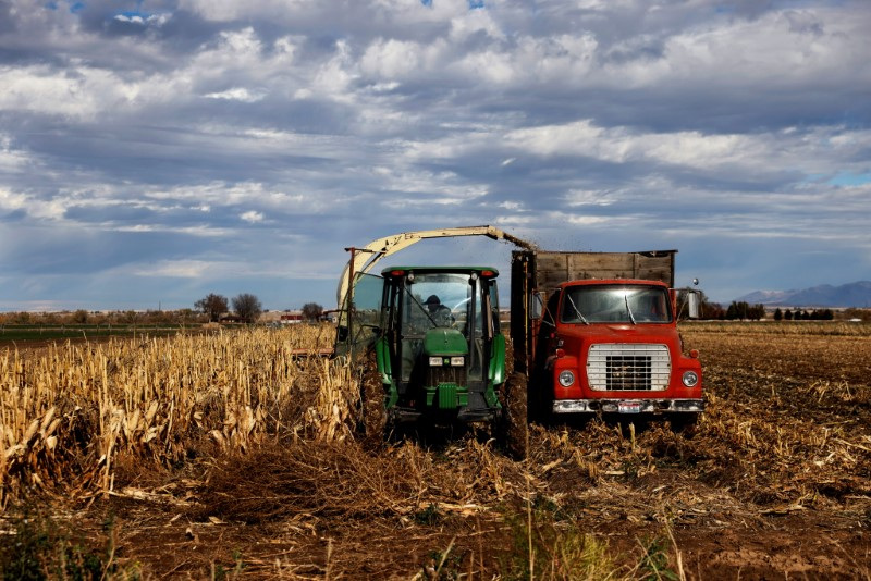 A man driving a tractor tends to corn fields in Star, Idaho, U.S., October 29, 2021. REUTERS/Shannon Stapleton