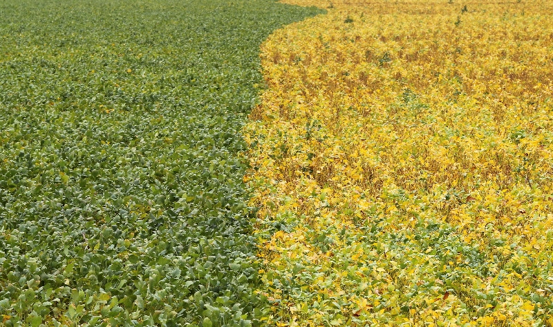 FILE PHOTO: A view of the of soybean plants in the city of Primavera do Leste in the central Brazilian state of Mato Grosso February 7, 2013.  REUTERS/Paulo Whitaker/File Photo