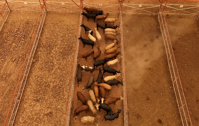 FILE PHOTO: A drone view shows livestock in pens before being exported to the U.S. through the Jeronimo-Santa Teresa border crossing, as the U.S. allowed Mexican cattle imports to resume after lifting a temporary suspension due to the detection of the New World screwworm, at the Chihuahua Regional Livestock Union facility, outside Ciudad Juarez, Mexico, February 10, 2025. REUTERS/Jose Luis Gonzalez/File Photo