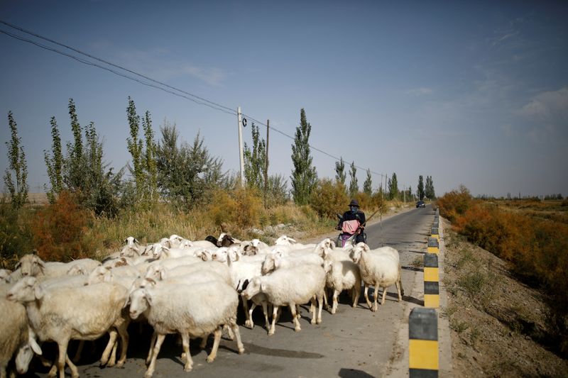 FILE PHOTO: Lv Tusong, 45, herds his sheep on a scooter in a village near the edge of the Gobi desert on the outskirts of Yumen, Gansu province, China, September 29, 2020. REUTERS/Carlos Garcia Rawlins/File Photo