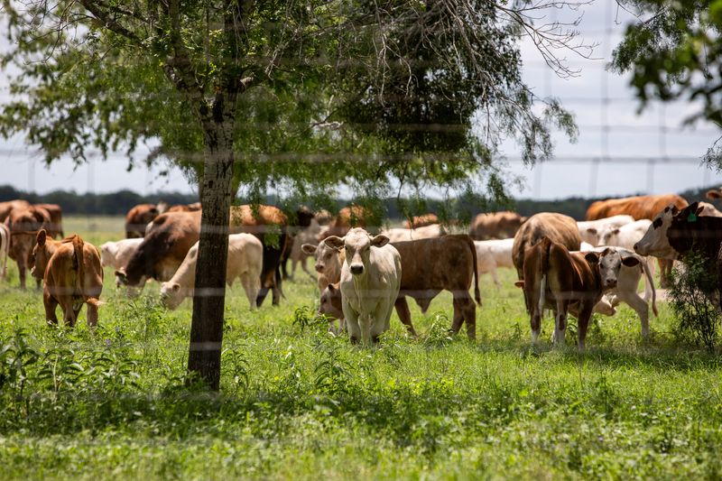 A herd of cattle graze a pasture, a day after the U.S. Department of Agriculture confirmed that New World screwworm was detected in a Texas calf, near Zavala County, Texas, U.S. June 4, 2026.  REUTERS/Kaylee Greenlee