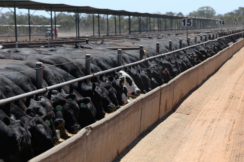 FILE PHOTO: Cattle feed at Gundamain Feedlot in Eugowra, Australia, November 18, 2025. REUTERS/Hollie Adams/File Photo