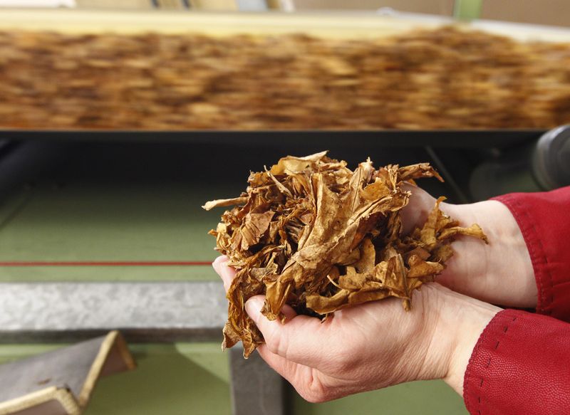 A employee holds tobacco leaves during cigarettes manufacturing process in the British American Tobacco Cigarette Factory (BAT) in Bayreuth, southern Germany. REUTERS/Michaela Rehle/File
