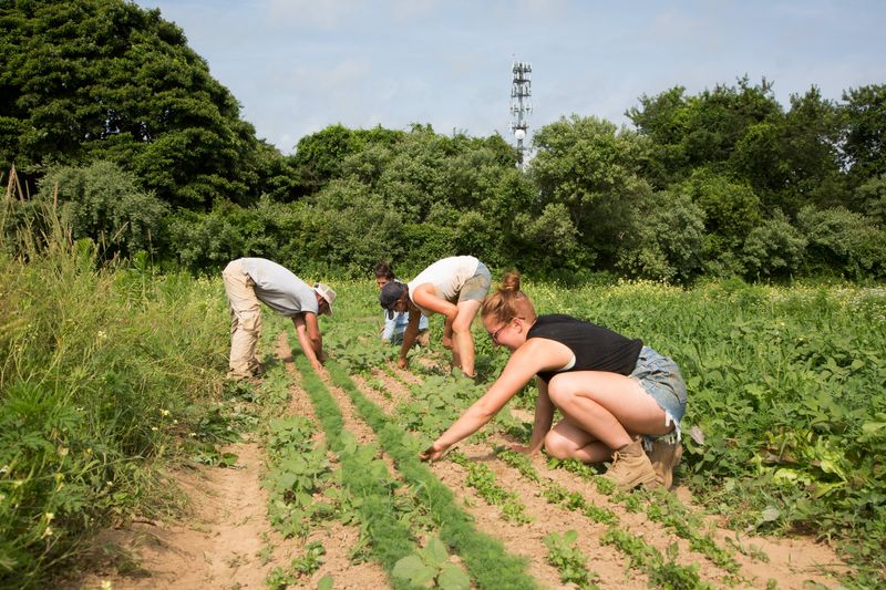Farmers weed and transplant crops at Amber Waves Farm in Amagansett, New York, U.S., July 11, 2019. REUTERS/Lindsay Morris/File Photo