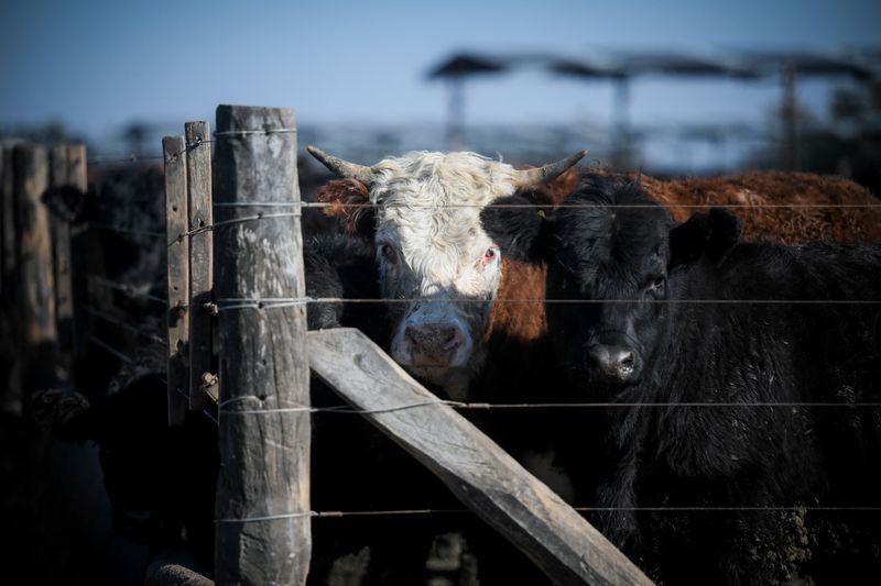 Cattle stand behind fences at a feedlot as Argentine cattle ranchers, driven by high beef prices, are transforming production to multiply their exports, which could grow by 50 per cent in the coming years, in Buenos Aires province, Argentina, July 6, 2026. REUTERS/Martin Cossarini