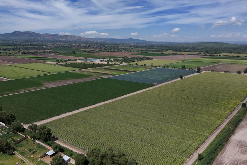 FILE PHOTO: A drone view shows the fields near the installations of U.S. supplier Taylor Farms, following the temporary closure announced by Taylor Farms, in Doctor Mora, Guanajuato state, Mexico, July 24, 2026. REUTERS/Daniel Becerril/File Photo