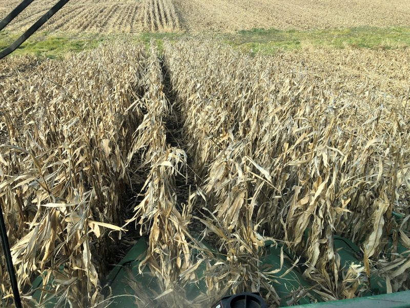 FILE PHOTO: Corn crops are seen being harvested from inside a farmer's combine in Eldon, Iowa U.S. October 5, 2019. REUTERS/Kia Johnson/File Photo