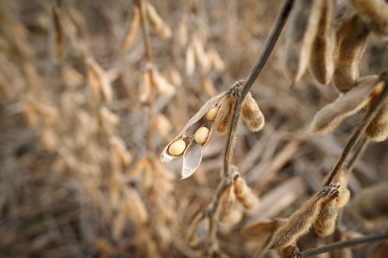 Soybeans in a field on Hodgen Farm in Roachdale, Indiana, U.S. November 8, 2019. REUTERS/Bryan Woolston