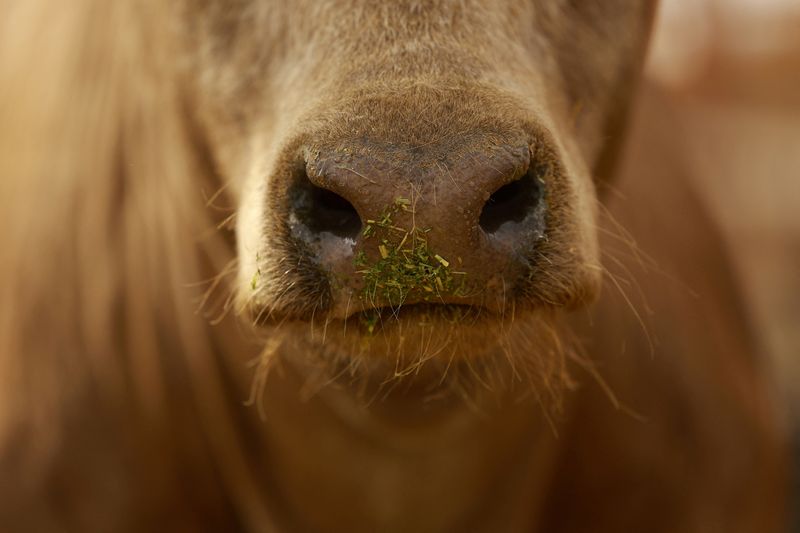 FILE PHOTO: A cow remains in a corral before being exported to the U.S. through the Jeronimo-Santa Teresa border crossing, as the U.S. allowed Mexican cattle imports to resume after lifting a temporary suspension due to the detection of the New World screwworm, at the Chihuahua Regional Livestock Union facility, outside Ciudad Juarez, Mexico, February 10, 2025. REUTERS/Jose Luis Gonzalez/File Photo