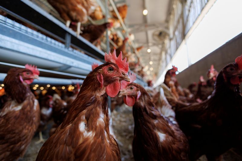Cage-Free chickens are shown inside a facility in Lakeside, California, U.S., April 19, 2022. Picture taken April 19, 2022. REUTERS/Mike Blake/File Photo