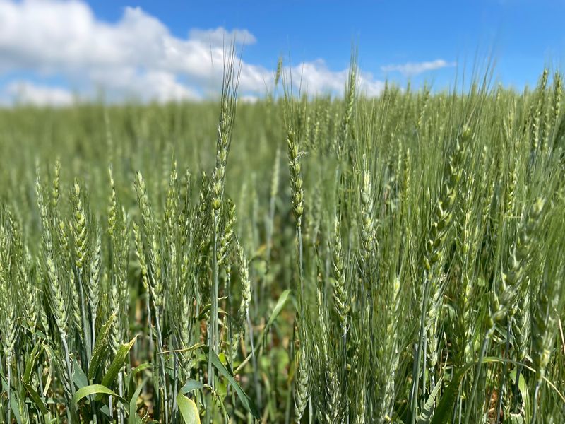 A view of flowering spring wheat plants near Richardton, North Dakota, U.S., July 26, 2022. REUTERS/Karl Plume