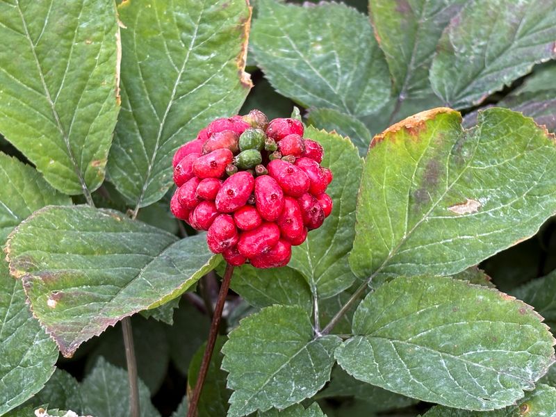 Ginseng cultivated under a shade canopy in Mosinee, Wisconsin, U.S., August 22, 2025. REUTERS/Julie Ingwersen