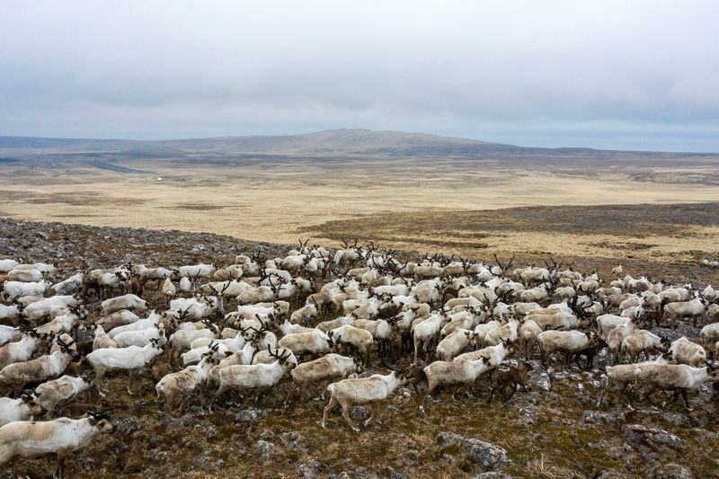 The island’s herd of more than 300 reindeer moves across the tundra on St. George, Alaska, U.S., May 22, 2021. Picture taken on drone May 22, 2021.  REUTERS/Nathan Howard