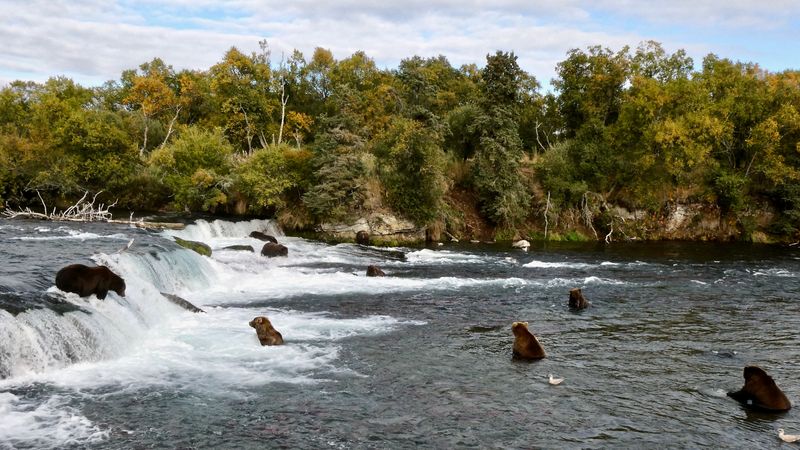 FILE PHOTO: Grizzly bears search for migrating salmon to help fatten up for the winter hibernation, at Brooks Falls in Katmai National Park, Alaska, U.S., September 21, 2019. Naomi Boak/National Park Service/Handout via REUTERS/File Photo
