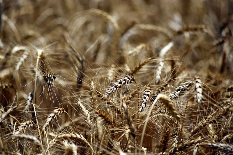 Field of ripe wheat ready for harvesting is seen in Corn, Oklahoma, U.S., June 12, 2019.  REUTERS/Nick Oxford
