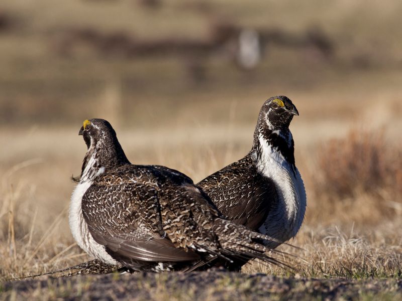 FILE PHOTO: U.S. Bureau of Land Management photo shows a pair of sage grouse in this undated photo.  REUTERS/Bob Wick/BLM/Handout /File Photo