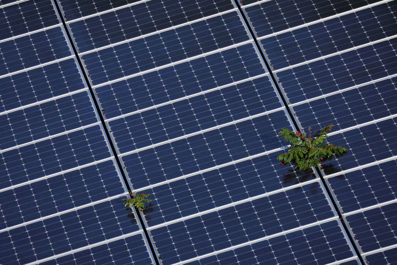 FILE PHOTO: Plants grow through an array of solar panels in Fort Lauderdale, Florida, U.S., May 6, 2022.   REUTERS/Brian Snyder/File Photo