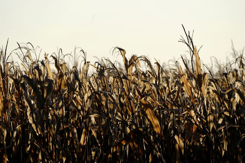 Corn stalks are seen on a corn and soybean farm in Woodburn, Indiana, U.S., October 16, 2020. Picture taken October 16, 2020.   REUTERS/Bing Guan