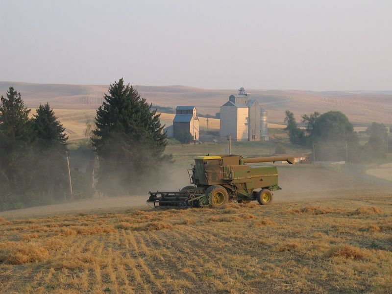 A farmer harvests a field of lentils in Pullman, Washington, U.S., in 2024. USA Pulses/Handout via REUTERS